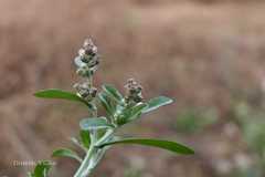 Gnaphalium pensylvanicum